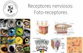Receptores nerviosos: Foto-receptores · 3.2 Fisiología de la visión El mecanismo en general es el siguiente: • Cambio estructural y de forma del fotopigmento rodopsina. • Canales