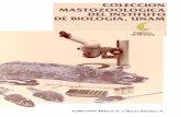 Instituto de Biología, UNAM · 2014. 7. 1. · ESTADO ACTUAL DE LA COLECCION DE MAMIFEROS DE LA UNAM La Colección incluye actualmente 17057 ejemplares; 15314 en piel y cráneo,