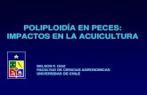POLIPLOIDÍA EN PECES: IMPACTOS EN LA ACUICULTURAacuacultura.espe.edu.ec/wp-content/uploads/2012/11/Nelson-Diaz... · Tilapia: Oreochromis mossambicus 3N < 2N up to 8 months. Penman