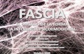 La Fascia · 2020. 10. 21. · La Fascia •Un órgano de tejido conjuntivo, con función de soporte. •Altamente inervado •Aporta estabilidad y movilidad formado por una red tridimensional