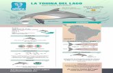 Imprimir - Proyecto Sotaliaes confundida con los delfines nariz de botella pero la tonina es mucho más pequeña. iEs nuestra tonina del Lago! Conservemos y Protejamos DATOS Mamíferos