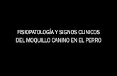 FISIOPATOLOGÍA Y SIGNOS CLINICOS DEL MOQUILLO CANINO EN … · 2019. 11. 22. · FISIOPATOLOGIA DEL MOQUILLO CANINO EN LA INCUBACIÓN Inhalación de virus en aerosol Contacto nariz-nariz