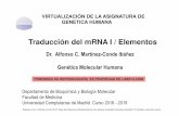 Traducción del mRNA I / Elementos La Traduccion I.pdf · 2019. 7. 11. · VIRTUALIZACIÓN DE LA ASIGNATURA DE GENETICA HUMANA Dr. Alfonso C. Martínez-Conde Ibáñez Traducción