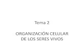 Tema 2 ORGANIZACIÓN CELULAR DE LOS SERES VIVOS · 2020. 5. 29. · 2. Clasifica los orgánulos y estructuras de una célula animal en función de que estén o no rodeados de membrana