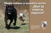 Mastín italiano vs ¿Son la misma especie? · English Kennel Club en 1873, el primer club de razas de perros. Durante esta época, los aficiona-dos criaban los perros basándose