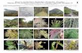 Plantas de los senderos: cerro Chivo (1), tanques ... · Reserva Geobotánica Pululahua, Pichincha - Ecuador Plantas de los senderos: cerro Chivo (1), tanques captación del agua