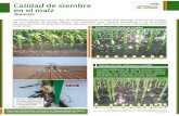 Calidad de siembra en el maíz - Pioneer Hi Bred International · 2016. 6. 3. · Calidad de siembra en el maíz La Calidad de Siembra es una serie de procedimientos con el objetivo
