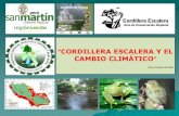 CORDILLERA ESCALERA Y EL CAMBIO CLIMÁTICO...Conocimientos ancestrales en relación a la variabilidad climática: Señas de lluvia Caen palos en la montaña, salen cucarachas, los