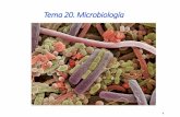 Biología 2º Bachillerato Departamento de CC.NN I.E.S. Gil ... · Microbiología Tamaño : menor a 1 mm de ø Formas: libres o asociadas Pueden ser : inofensivos, beneficiosos o