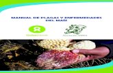 MANUAL DE PLAGAS Y ENFERMEDADES DEL MAÍZandes.center/wp-content/uploads/2019/10/Manual-Plagas-y-efermed… · Manual de plagas y enfermedades del maiz 1.4. Gusano choclero (Heliothis