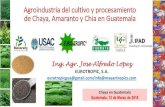 Agroindustria del cultivo y procesamiento de Chaya, Amaranto y … RESOURCES... · 2019. 11. 6. · CHAYA (Cnidoscolus aconitifolius)Definición y potencial Planta perenne, nativa