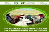 ALPACAS - BUENAS PRACTICAS EN LA PRODUCCION DE ALPACAS · 2019. 3. 25. · Presentación Las comunidades alto andinas asentadas por encima de los 3.800 m.s.n.m. tienen como actividad