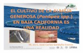 EL CULTIVO DE LA ALMEJA GENEROSA Panopea spp ......Antecedentes 2007 Inicio de los trabajos de investigación conjunta Empresa-Universidad para la reproducción de la almeja generosa.