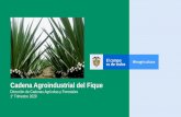 Cadena Agroindustrial del Fique - SIOC · 2020. 5. 13. · Cadena del Fique MINISTERIO DE AGRICULTURA Y DESARROLLO RURAL Fenalfique, en representación de los productores, artesanos