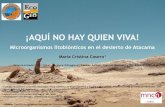 ¡AQUÍ NO HAY QUIEN VIVA! - Digital CSICdigital.csic.es/bitstream/10261/147395/9/Casero Chamorro.pdf¡AQUÍ NO HAY QUIEN VIVA! Microorganismos litobiónticos en el desierto de Atacama