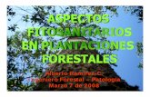 Alberto Ramírez-C. Ingeniero Forestal – Patología Marzo 7 de 2008 FITOSANITARIOS... · 2015. 8. 29. · Peritecios, ascas y ascosporas de Cryphonectria cubensis. EUCALIPTOS ...
