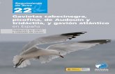 22 - SEO/BirdLife · 2018. 5. 4. · La gaviota de Audouin es la especie para la que España tiene una mayor respon-sabilidad, ya que acoge en su territorio el grueso de la población