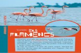 a la vista animals FlAMeNCSgenius.diba.cat/documents/6200569/6237883/224-Els+flamencs.pdf · animals a la vista Aquests animals tan bufons que veieu a les fotogra· fies es diuen