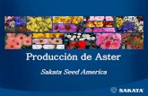 Sakata Seed America · 2019. 1. 7. · Aster Bonita* • Áster con flor pompón. El centro se cubre completamente con pétalos cuando maduran. • El mismo cultivo que Áster Matsumoto,