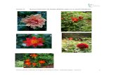 1 · Web viewAnexo X. Nueva Colección de Dalias (Dahlia spp.) en el Jardín Botánico Ubicación del Centro de Visitantes Uno de los proyectos de mayor relevancia por tratarse de