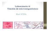 Laboratorio 4: Tinción de microorganismoslrios/3725/Ejercicio4.pdf · 2012. 8. 9. · Tinción de Esporas • Tinte primario-Verde Malaquita, requiere calor para la penetración