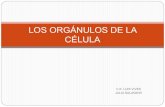 LOS ORGÁNULOS DE LA CÉLULA · 2021. 1. 18. · Los orgánulos se encuentran en un medio sin estructura aparente llamado citoplasma, hialoplasma o citosol. CLASIFICACIÓN DE LOS