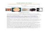 Todo sobre la Tara - asocam.org...gomas o hidrocoloides de Caesalpinia spinosa "Tara",hemos efectuado una extensa revisión bibliográfica relativa a estos productos, la cual, al igual