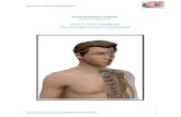 Manual de Anatomia e Fisiologia CEFAD - Sistema Esquelético cefad/SISTEMA ESQUELETICO... · 2021. 1. 1. · Revisto em 2016 por Paulo Murteira Veja os meus videos no youtube e subscreva