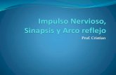 Impulso Nervioso, Sinapsis y Arco reflejo · •Determinar la estructura y fisiologíade la sinapsis. •Integrar la fisiología del impulso nervioso y la sinapsis en el funcionamientode