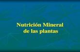 Nutrición Mineral de las plantas · 2017. 10. 23. · Nutrición mineral de las plantas Aproximadamente el 96% de la masa seca de los tejidos vegetales esta compuesto por C, H y