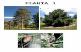 PLANTA 1 - IFSCbiologia.ifsc.usp.br/bio3/outros/gimnospermas.pdf · 2012. 3. 21. · PLANTA MASCULINA planta minina . W. Armstrong 2000 . Jungle v cads o I als kLan