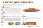 TRITICALE GRANO - Gob · 2019. 10. 14. · TRITICALE GRANO Tiene ciertas características, tales como tipo de grano, resistencia, acame, adaptación y fechas de siembra, según la