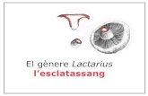 El gènere Lactarius l’esclatassang. · 2014. 10. 28. · Mitjançant una micoriza (comunicació entre arrels) moltes plantes obtenen nutrients minerals i aigua, mentre que els