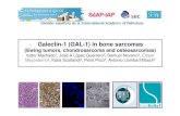 Galectin-1 (GAL-1) in bone sarcomas · 2013. 7. 12. · Introducción: Galectina 1- GAL1: Galectina • familia de proteínas relacionadas • crecimiento celular • progresión