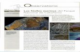 bservatorio Los fósiles marinos del Parque Nacional de Cabañerosdigital.csic.es/bitstream/10261/142396/1/Quercus_2017... · 2017. 3. 31. · En Cabañeros no se conocen restos directos
