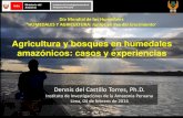 Agricultura y bosques en humedales amazónicos: casos y … · 2017. 6. 3. · Bosques de tierra firme Fuentes: Freitas et al., 2006; Quesada et al., 2010 y Bernoux et al., 2002.