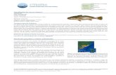 1Identificación del recurso - CTMFMctmfm.org/upload/biblioteca/202008/corvina_esp2020... · 2020. 8. 3. · 1Identificación del recurso [enlace 1] Taxonomía Clase: Actinopterygii