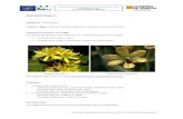 Consejo Superior de Investigaciones Científicas lutea_LIFE.doc · Web view- Gentiana lutea subsp. lutea, Hierba robusta, caulescente, foliosa, glauca, con rizoma grueso, ramificado,