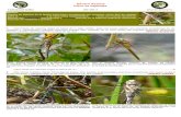 Género Aeshna Clave de especies - Biodiversidad Virtual · 2011. 7. 4. · Género Aeshna Clave de especies Ref: Odo. 5 Aeshna: Genero de libélulas de la familia Aeshnidae caracterizado