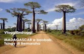 ViaggiEmiraggi MADAGASCAR e baobab, Tsingy di BemarahaMADAGASCAR e baobab, Tsingy di Bemaraha Il Madagascar, considerato dalla comunit à internazionale uno dei paesi ecologicamente