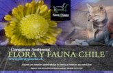 Flora y Fauna - INICIO - Líderes en estudios ambientales lo ...Flora & Fauna Chile somos una empresa con más de diez años de experiencia en consultorías y estudios ambientales.
