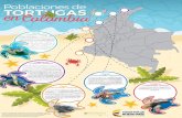Poblaciones de TORTUGAS ColombiaCaribe colombiano, donde se estima una población muy reducida. Se concen-tra principalmente en los cayos del archi-piélago de San Andrés y Providencia.
