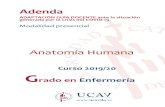 Anatomía Humana - UCAVILA · 2020. 6. 25. · Anatomía Humana Curso 2019/20 G rado en Enfermería Adenda . ADAPTACIÓN GUÍA DOCENTE ante la situación generada por la crisis del