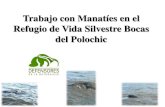 Trabajo con Manatíes en Guatemala con énfasis en el Refugio ...significativas con los avistamientos de manatíes registrados. • Machuca y Quintana-Rizzo (2015) Análisis comparativo