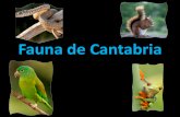 Fauna de Cantabria · 2009. 11. 4. · Flora de Cantabria . Tejo (Taxus baccata) Es una conífera que puede crecer hasta 10-20 m. Crece en ambiente húmedos y frescos, en zonas montañosas,