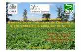 Charla Chicoria Siete Venas - Consorcio Lechero · 2010. 10. 18. · Evaluación de Cultivares de Chicoria y Siete Venas en la Zona Sur de Chile REMEHUE. Autor: Alfredo Torres B.