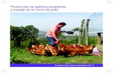 Producción de gallinas ponedoras y manejo de la carne de pollo · Carolina Jiménez Franco cjfrancois@gmail.com Con el apoyo de: SETEM - Hego Haizea Gobierno Vasco Ginebra Tercer
