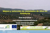 Presentación de PowerPoint - ISEKI Food · Juan Antonio Saucejo María Teresa Quesada. Proyecto recuperación variedades antiguas y poco difundidas de olivo en Andalucía raul.rosa@juntadeandalucia.es.