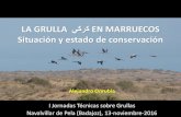 LA GRULLA EN MARRUECOS Situación y estado de ...³n-y...Distribución invernal de la grulla en Marruecos Magnitud de la invernada (2010-2015) SECTOR Region Min Max Tahadart-oued Mharhar