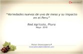 “Variedades nuevas de uva de mesa y su impacto en el Peru” Red … · 2018. 5. 31. · “Variedades nuevas de uva de mesa y su impacto en el Peru” Red Agricola, Piura Mayo